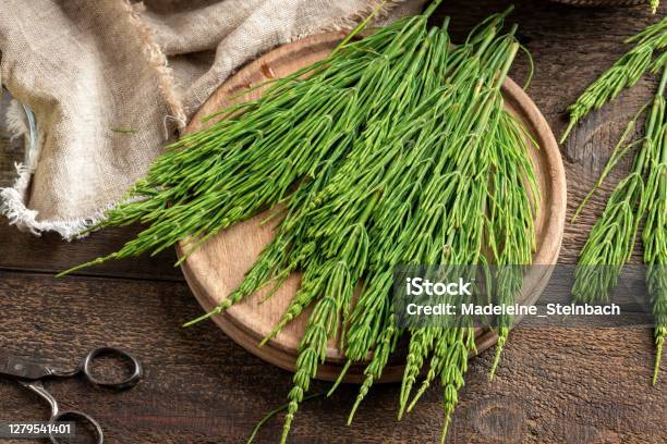 Fresh Horsetail Twigs On A Cutting Board Stock Photo - Download Image Now - Horsetail - Plant, Herbal Medicine, Herb