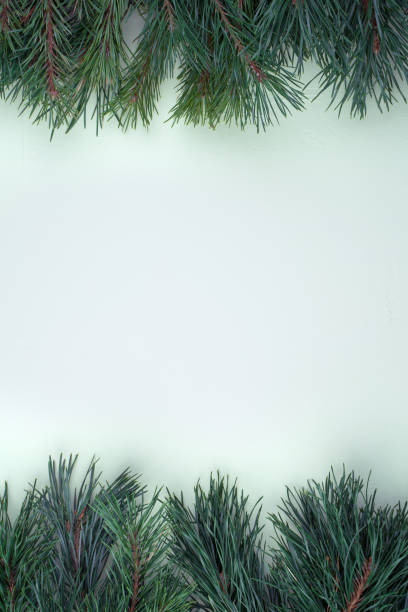 istock Pine branches placed on top and bottom with space to copy on a concrete salad background. 1279541992