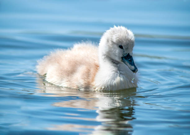 예쁜 아기 백조 - wildfowl 뉴스 사진 이미지