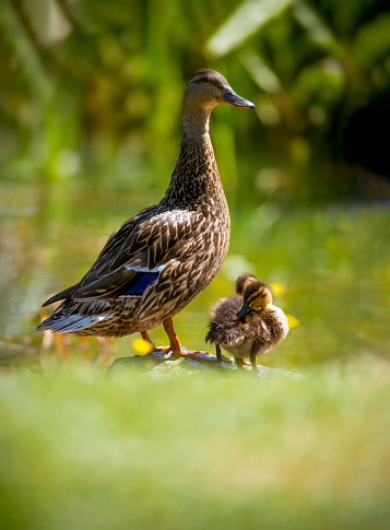 proud mother mallard duck looking out over her young ducklings. shot vetical for copy space