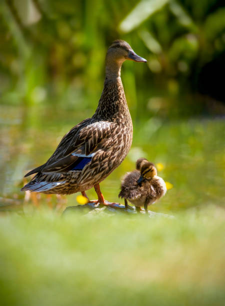 mallard duck with ducklings proud mother mallard duck looking out over her young ducklings. shot vetical for copy space duck family stock pictures, royalty-free photos & images