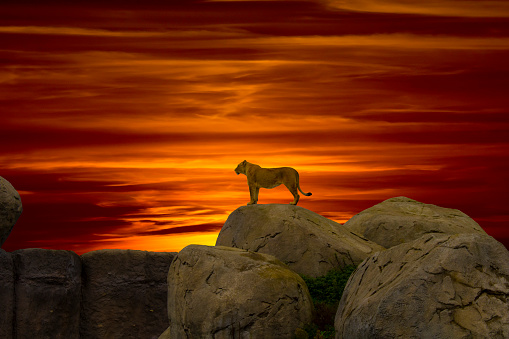 A lioness is on the lookout with a beautiful sunset in the background