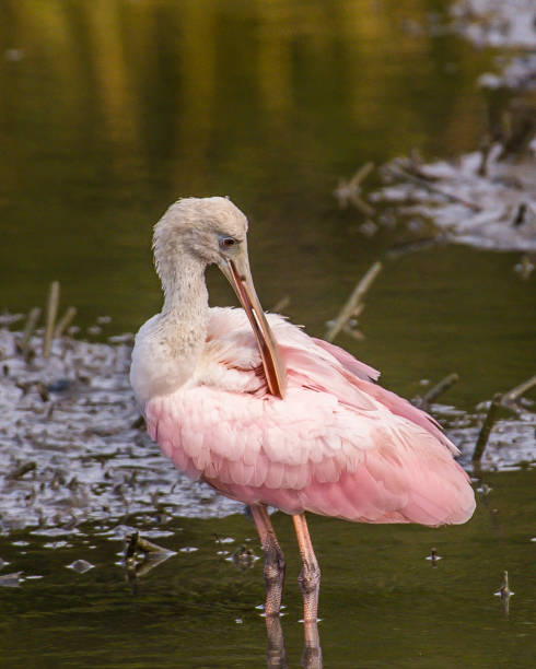 istock Spoonbill wading bird at Huntington Beach State Park 1279542882