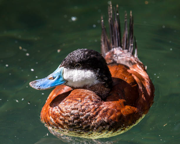 Ruddy Duck at Brookgreen Gardens