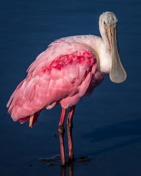 löffler waten vogel im huntington beach state park - animal beak bird wading stock-fotos und bilder