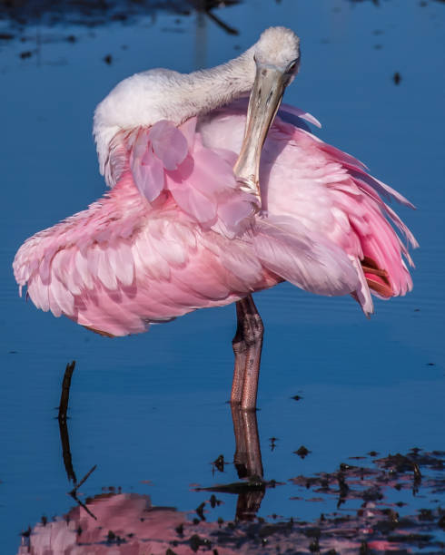 istock Spoonbill wading bird at Huntington Beach State Park 1279543309