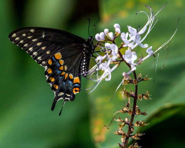 istock Various butterfly on plants and flowers skipper 1279543870