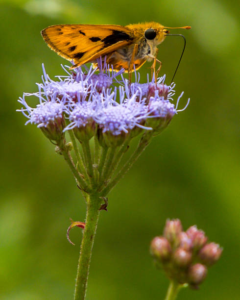 istock Various butterfly on plants and flowers skipper 1279543900