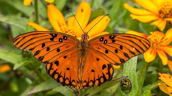 Front view macro close-up of a single orange Julia butterfly (Dryas Julia) with spread wings collecting pollen from a flowering yellow Lantana plant, shallow DOF