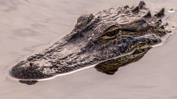 istock Alligators at Huntington Beach State Park 1279543972