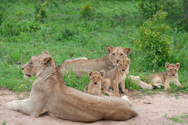 istock Lion Cubs in Nature 1279543975