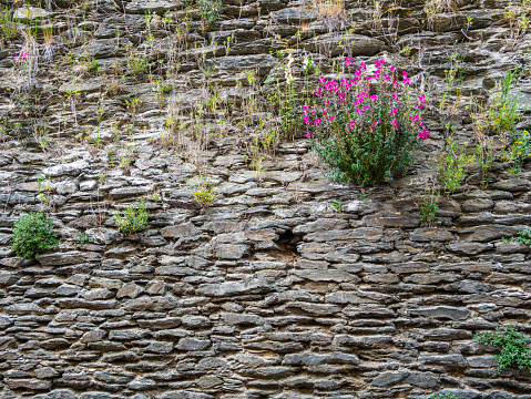 A stone wall with grasses and a purple flowering plant