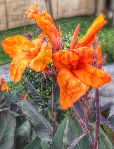 istock Flowers in blossom 1279547062