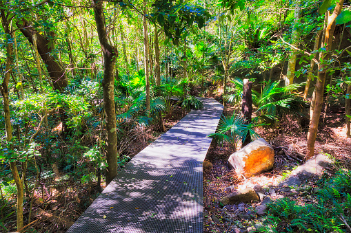 Boardwalk in the jungles of Minnamurra national park rainforest through dense fern trees and gum trees.