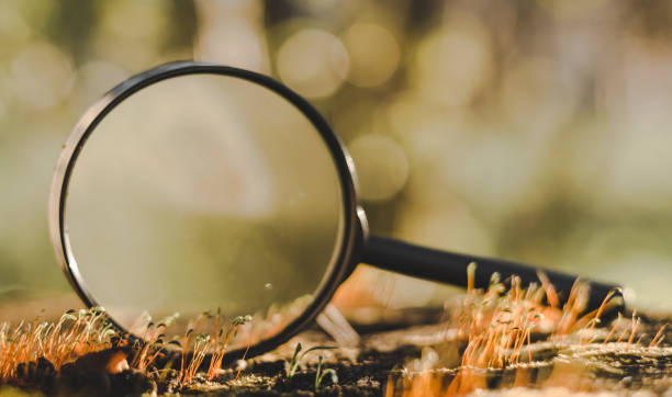 istock Macrophoto the green grass with a magnifying glass 1279549388