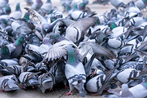 people are feeding pigeons in the park. The hunger struggle of pigeons.