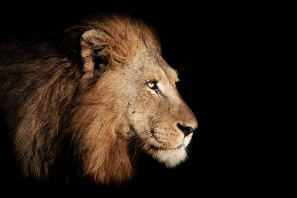 istock Male Lion Portrait 1279550183