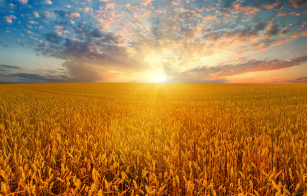 istock Wheat field and crimson sky at sunset 1279550273