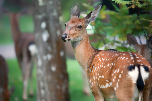 istock Little deer on green grass close up 1279551077