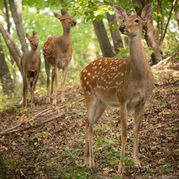 istock Three surprised deer, family in the woods. 1279551079