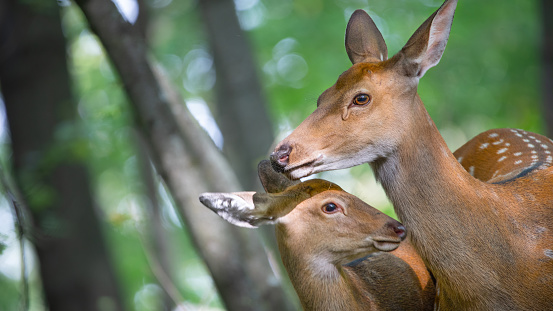 The mother deer takes care of the cub. Manifestation of maternal love in the wild.