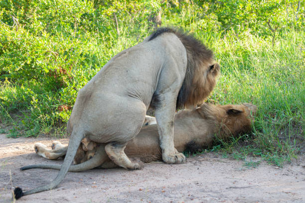 Mating lions in Zambia
