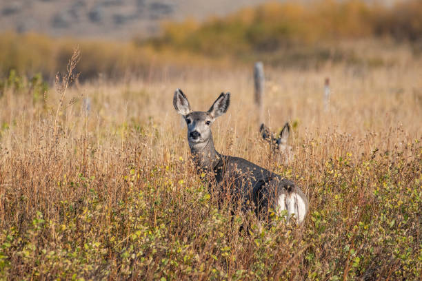 Deer crossing an autumn meadow one behind the other.