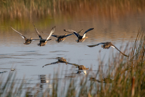Mallard ducks taking off from pond.