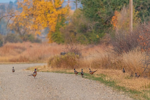A flock of pheasant rosters in roadway