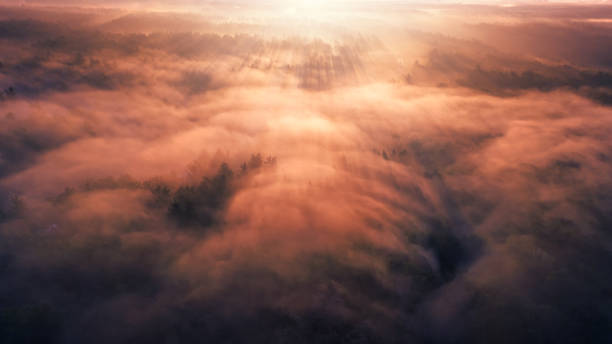 foresta nella nebbia. raggi di sole e lunghe ombre dagli alberi. - top secret foto e immagini stock