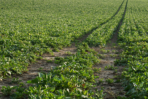 Sugar beets on a field in late summer, ready for harvest. Soft evening light. Germany.