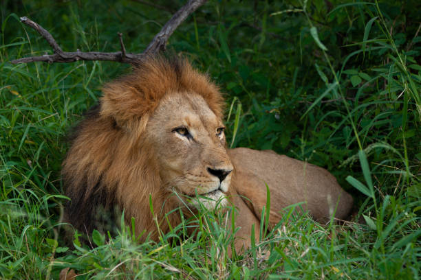 istock Male Lion Portrait 1279552199