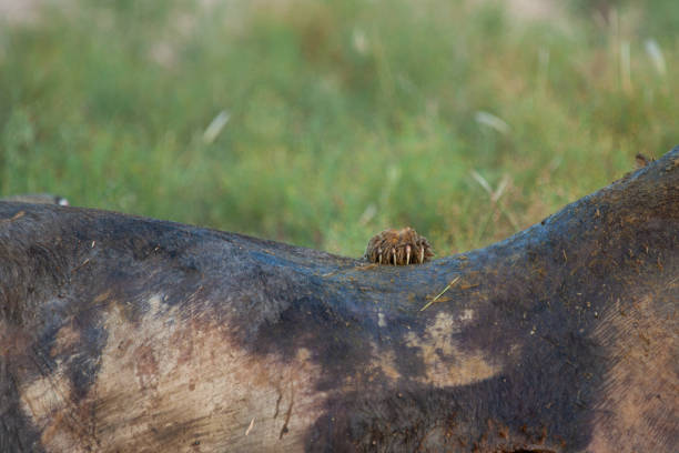 istock Lion Cub feeding on Buffalo 1279552891