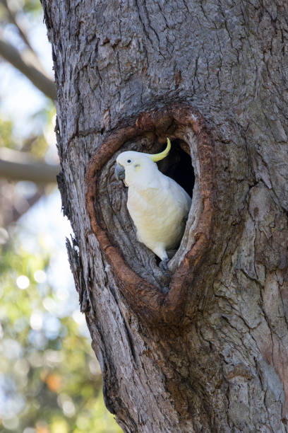 istock Sulphur-crested Cockatoo 1279553220