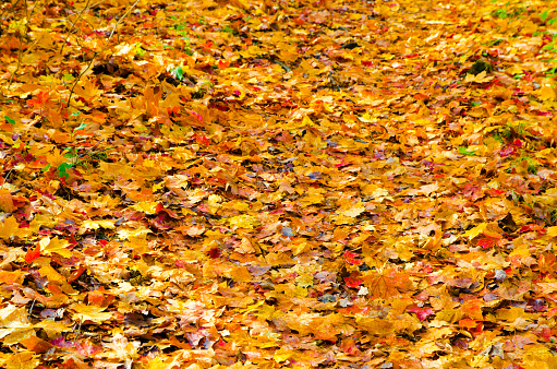 Autumn leaves on the ground during day