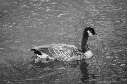 A Canadian Goose floats on the waters of South Carolina. A sense of peace is displayed as he gracefully makes his way around the river.