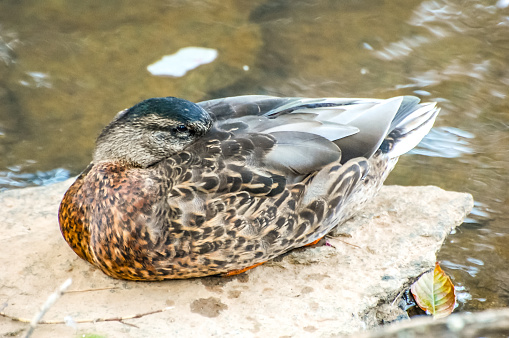 A duck takes a moment to rest on a rock.  Picture was taken in Greenville, South Carolina on a hot Summer's day