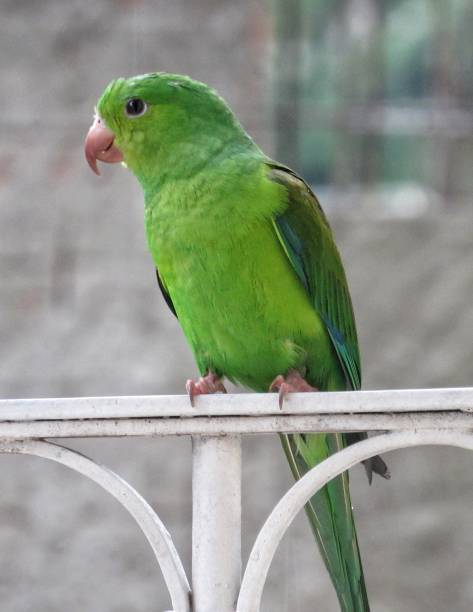 istock Green parakeet bird perched on white metal structure 1279557665