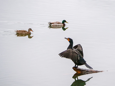 A cormorant drying its wings with a male and a female mallard duck passing by. High key background with copy space