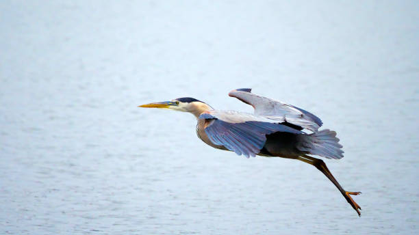 istock 9 x 16 image of Great Blue Heron in flight 1279560960
