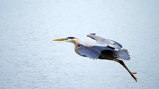 9 x 16 image sized for wide screen TV and computer screens of Great Blue Heron in flight. Room for text