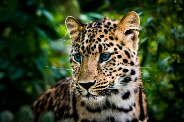 Portrait of blue-eyed leopard cub Portrait of a leopard cub in dense bush. It has clear blue eyes tipical for young leopards. Cubs at this age the female leopards left alone near the den when they go hunting. cute baby animals in wild stock pictures, royalty-free photos & images