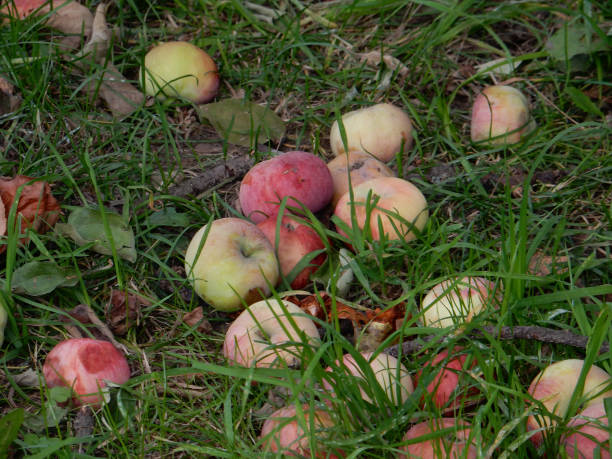 istock autumn fallen apples in green grass 1279564402