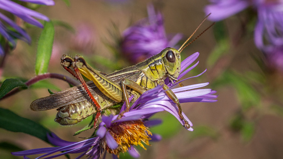 Red-legged grasshopper on a New England aster.