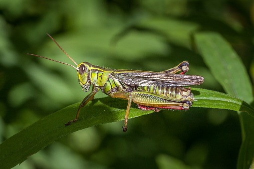 Red-legged grasshopper on a leaf.