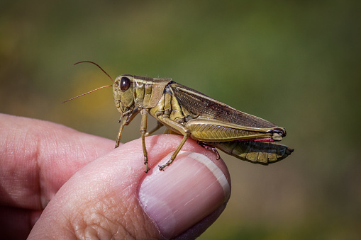 Red-legged grasshopper on one inch.