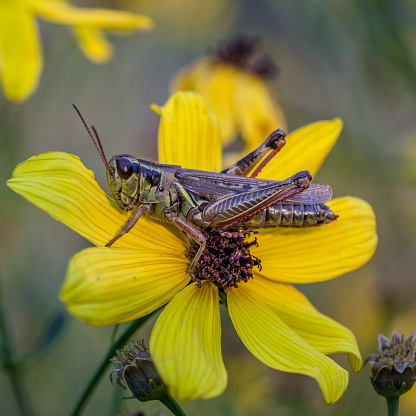 A vibrant green and yellow grasshopper perched on a slender twig in a natural setting