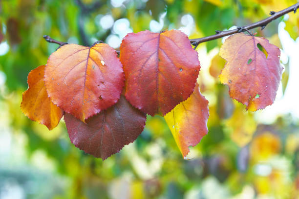 istock Colorful leaves on beautiful autumn background. 1279569334