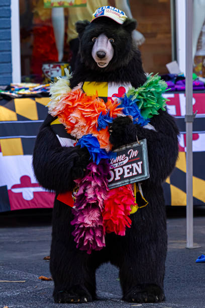 A big black bear mascot wearing a colorful stole scarf and a baseball hat Ellicott City, MD, USA 10/07/2020: A big black bear mascot wearing a colorful stole scarf and a baseball hat is standing in front of a small business holding a "come in we are open" sign. ellicott city maryland stock pictures, royalty-free photos & images