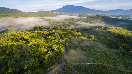 aerial view of tea plantations in Ranau Sabah with beautiful majestic Mount Kinabalu at background.
